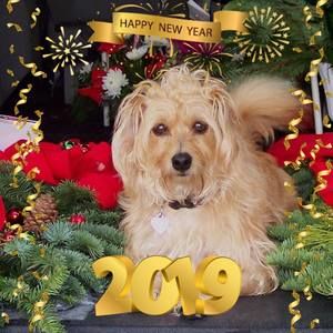 Meet your Posher, Jan